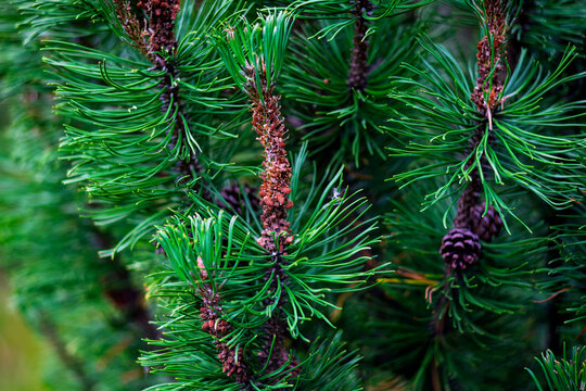 Close up shot of mountain pine Pinus mugo branches with green needles and small cones