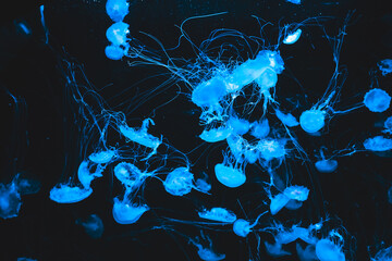 Underwater scene with many jellyfish swimming in blue water at an aquarium © ir1ska