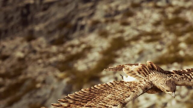 An eagle flies gracefully over a rocky area with sparse vegetation. The sun shines brightly, illuminating the bird as it glides effortlessly through the air.