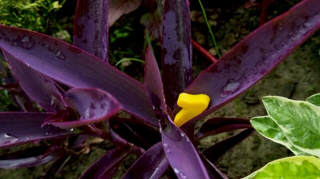 Bright yellow number one symbol resting on purple tradescantia pallida plant leaves with water