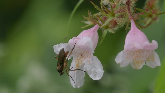 Helle Tanzfliege (Empis livida)