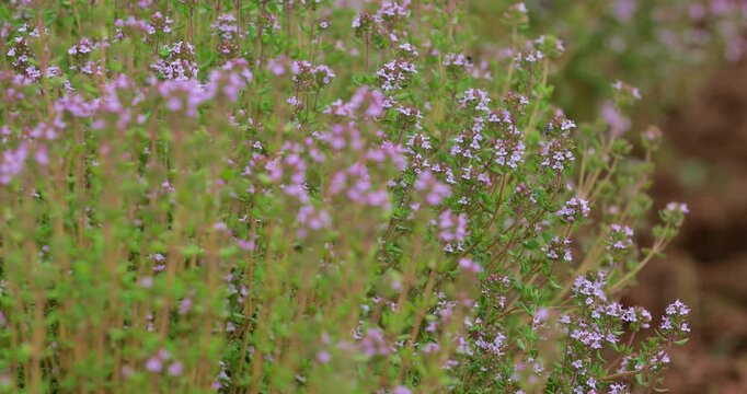 Blooming thyme with bees collecting nectar and pollen in a garden bed. Aromatic herb and active pollinators highlight biodiversity, organic gardening, natural agriculture and healthy ecosystems