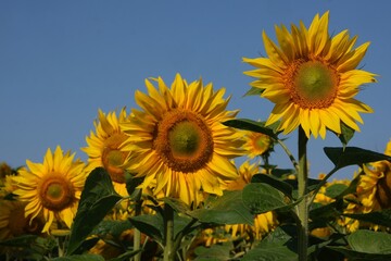 Fototapeta premium Field of sunflowers in sunny day with blue sky in background