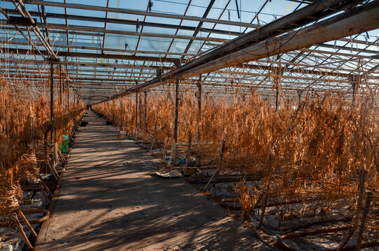 Abandoned old industrial glass greenhouse with dry dead plants and withered crops