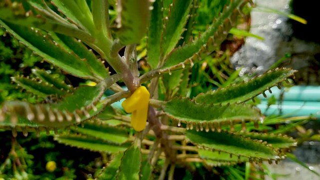 Yellow number one icon placed on succulent plant with jagged leaves and tiny droplets