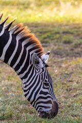 Head of zebra from Nakuru. Kenya, Africa © Victor