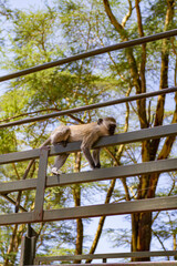 Green monkeys at the entrance to Lake Nakuru Park. Kenya, Africa © Victor