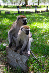 Green monkeys at the entrance to Lake Nakuru Park. Kenya, Africa © Victor