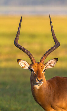 Male of antelope. Impala from Nakuru, Kenya, Africa