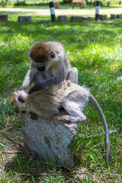Green monkeys at the entrance to Lake Nakuru Park. Kenya, Africa