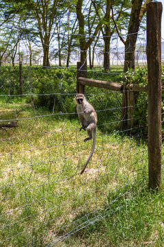 Green monkeys at the entrance to Lake Nakuru Park. Kenya, Africa