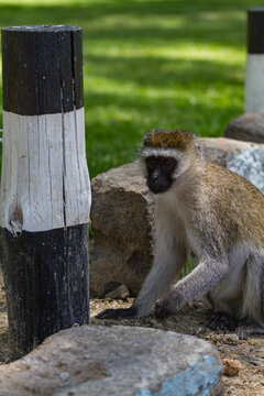 Green monkeys at the entrance to Lake Nakuru Park. Kenya, Africa