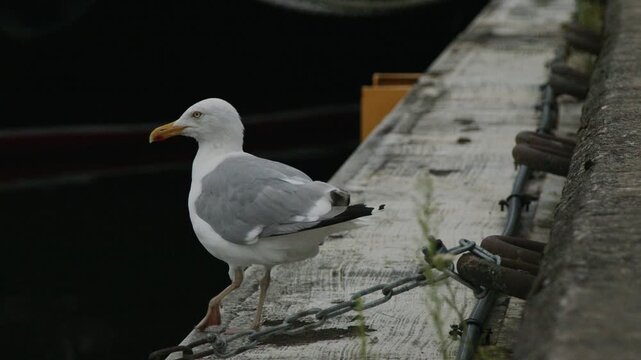 European herring gull standing on a concrete marina pier beside calm harbor water, looking around in slow motion. Natural wildlife behavior of a coastal seabird near boats and waterfront in Tallinn