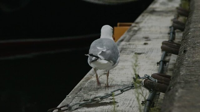 European herring gull with an apparent leg injury limping away along a marina pier in slow motion. Authentic coastal wildlife behavior filmed beside calm harbor water in Tallinn, Estonia