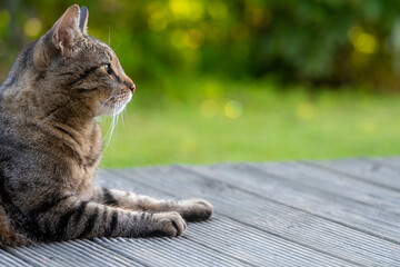 Alert tabby cat looking into the distance while resting outdoors © Edijs