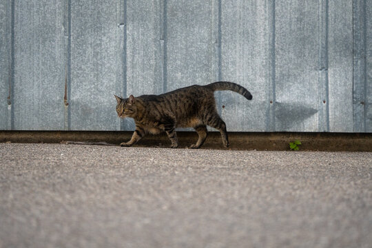 Tabby cat walking beside a corrugated metal wall