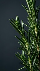Obraz premium Fresh rosemary herb sprigs with narrow green leaves against dark background, suitable for culinary, wellness, and food photography projects.
