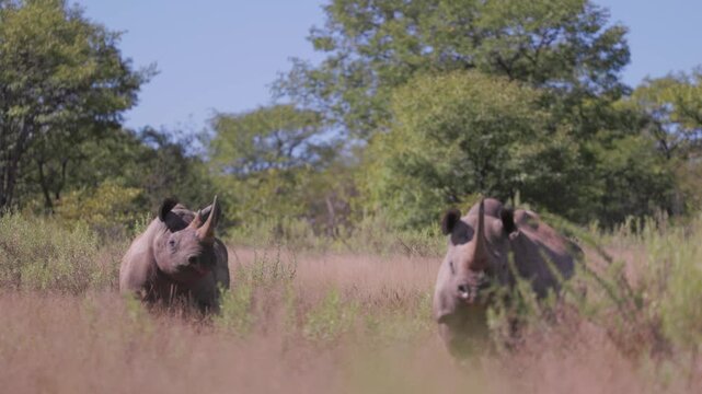 Two black rhinos interacting in the African savanna