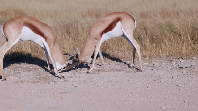 Male springbok antelopes fighting in the wild African savanna