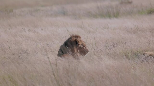Male lion roaring in the African savannah grass