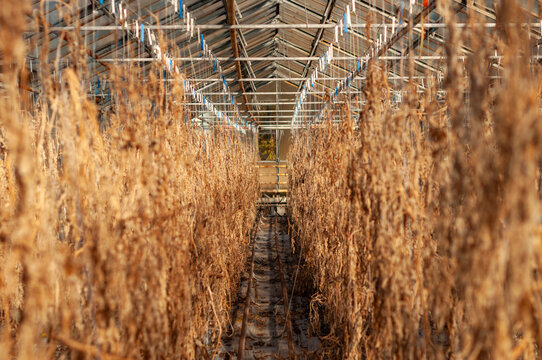 Abandoned old industrial glass greenhouse with dry dead plants and withered crops