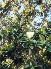 White magnolia bloom opening among glossy green leaves and branches against blue sky, Olbia, Sardinia, Italy © Inna