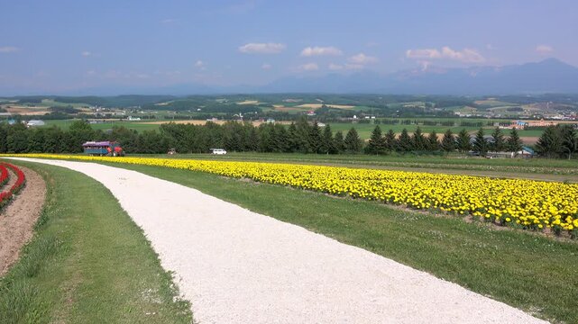 フラワーランド　ヘブンロード白い道　十勝岳連峰（右）