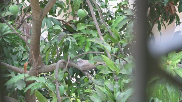 Spotted Dove Perched on Mango Tree Branch Among Green Leaves and Unripe Fruits