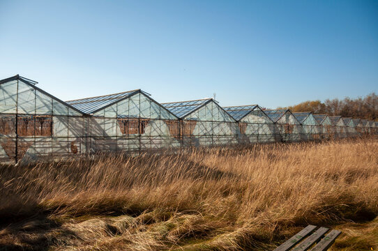 Abandoned old industrial glass greenhouse with dry dead plants and withered crops