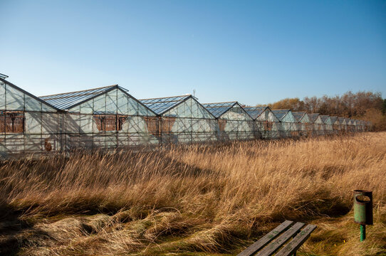 Abandoned old industrial glass greenhouse with dry dead plants and withered crops