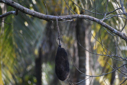 A withered rotten jackfruit hanging in moody low-key natural light against a softly blurred background.