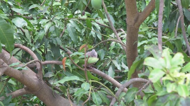Eurasian Collared Dove Resting on Mango Tree Branch surrounded by Dense Green Leaves