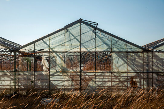Abandoned old industrial glass greenhouse with dry dead plants and withered crops