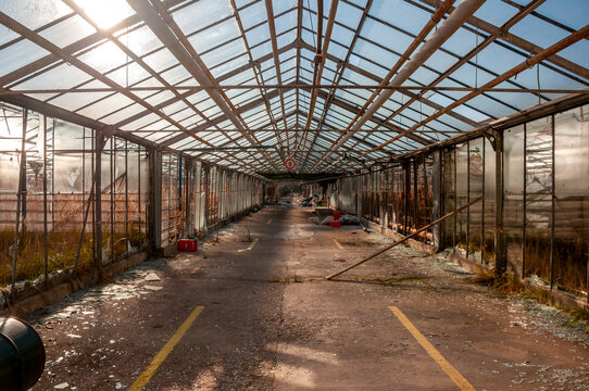 Abandoned old industrial glass greenhouse with dry dead plants and withered crops