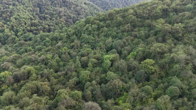 4K Drone Flight Over Dense Green Forest Canopy with Lush Summer Trees.