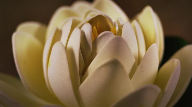 A natural look, macro shot, video loop of a flower. Yellow water lily blooming close-up representing purity and serenity