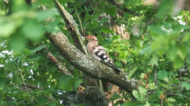 Female Eurasian hoopoe (Upupa epops) preening on an oak branch in a forest during summer