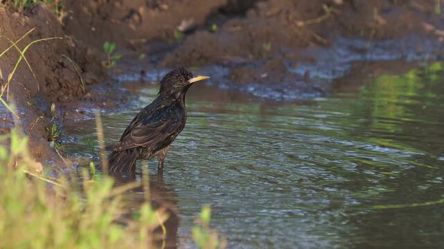 A Common Starling (Sturnus vulgaris) bathing and splashing in a shallow forest pond