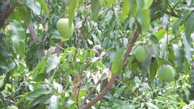 A calm video featuring a small dove chick perched quietly on a branch inside a leafy mango tree. Nestled among thick green leaves and hanging unripe mangoes