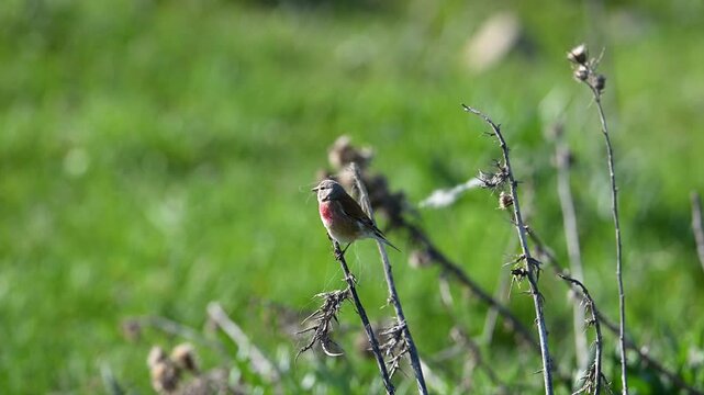 Common linnet perched on a small branch