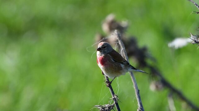 Common linnet perched on a small branch