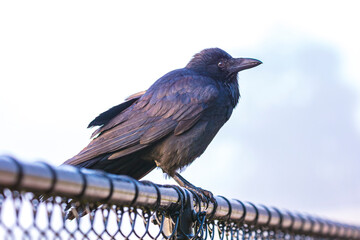 Obraz premium Photograph of an Australian Raven bird standing on a wire fence at a local sporting ground on a foggy and misty morning in Penrith in New South Wales, Australia