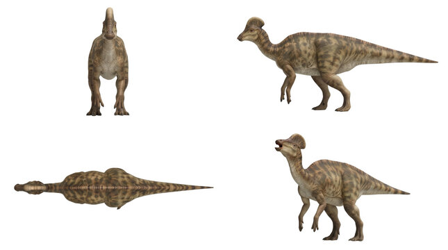 Parasaurolophus dinosaur set showing different angles