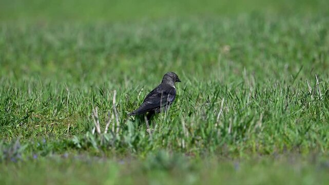 Western jackdaw walking on green grass