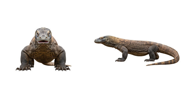 Komodo dragon monitor lizard set isolated on transparent background