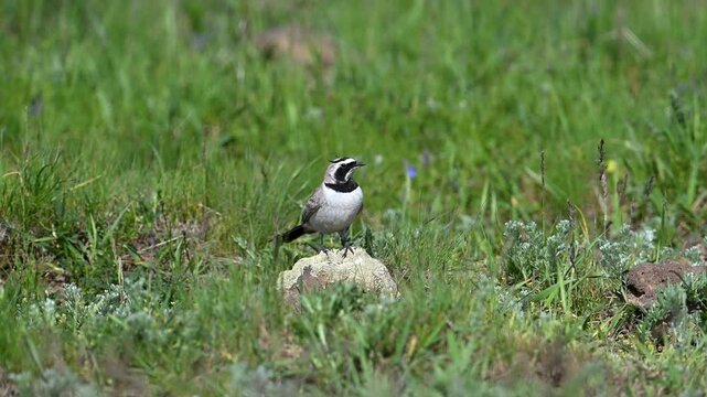 Horned lark standing on a stone