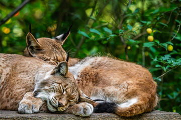 Two eurasian lynx sleeping together in forest © Quality by Simon