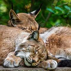 Two eurasian lynx sleeping together in forest © Quality by Simon