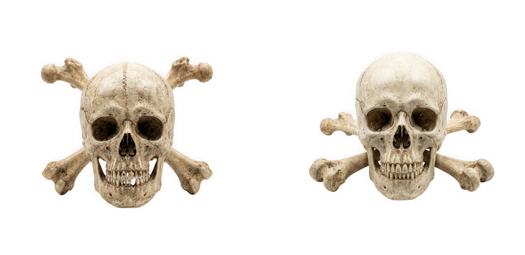 Two realistic human skulls with crossbones isolated on transparent background