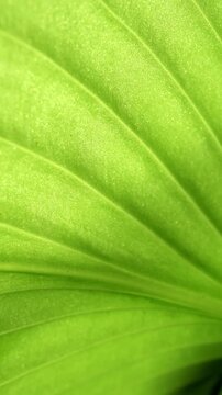 Detailed close-up shot of vibrant green hosta leaves with natural texture and subtle imperfections in soft outdoor garden lighting.